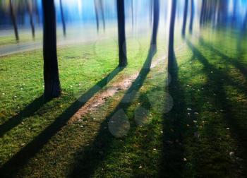 Dramatic light rays between trees landscape background