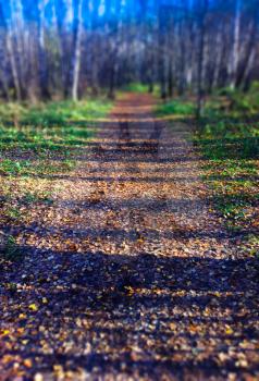Vertical forest path out of focus landscape background