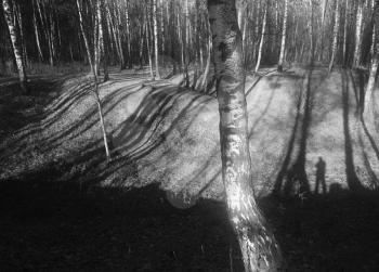 Birch trunk with dramatic silhouette outlines background