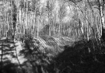 Horizontal black and white birch forest landscape background