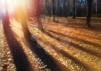 Tree shadows on autumn park ground background