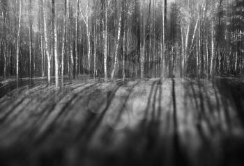 Black and white birch forest on the hill landscape background