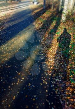 Traveller silhouette on autumn walk path background