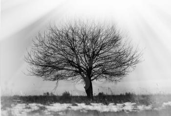 Dramatic single lone tree vignette background