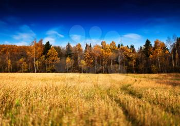 Horizontal vivid autumn landscape forest field road background backdrop