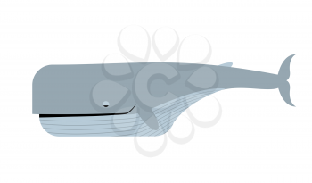Blue whale white background. Vector illustration of marine animals. Largest sea animal
