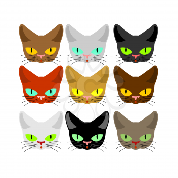 Cat face set. Head cats different color. Muzzle pet collection