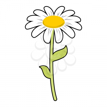 Chamomile field flower. White petals and green stem. Cute flower Daisy on white background
