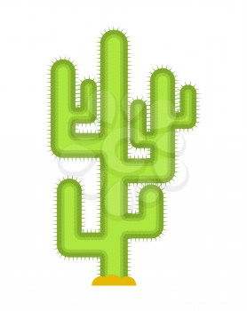 Cactus isolated. Large peyote from desert on white background.