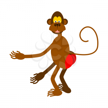 hamadryad isolated. monkey red butt on white background.