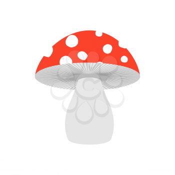 Amanita isolated. Poisonous Mushroom on white background.
