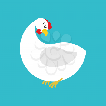 White hen isolated. Farm chicken bird on blue background
