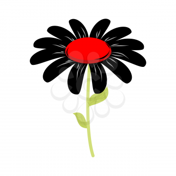 Black flower isolated. floret of sorrow and grief on white background
