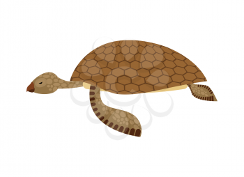 Sea turtle isolated. Water reptile on white background
