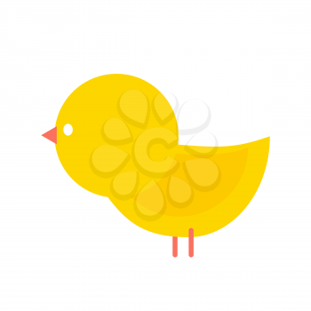 Little yellow chicken isolated. Small farm bird
