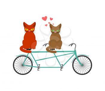 Cat lovers on tandem. Lover  of cycling. Joint walk on street. Pet Romantic date. Cats lifestyle
