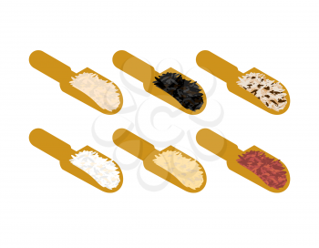 Rice set in wooden scoop. Parboiled and brown. Black and red. Basmati and wild rice. Groats in wood shovel. Grain on white background. Vector illustration