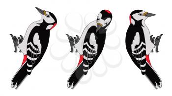 European Forest Woodpeckers. Digital painting  full color cartoon style illustration isolated on white background.