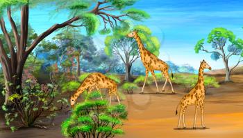 Herd of giraffes grazing in the savannah sunny summer day. Digital painting  cartoon style full color illustration.