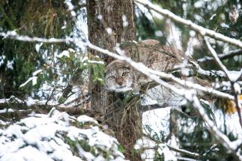 Eurasian Lynx Hunting in a Winter Forest. Daytime in a Lithuanian forest.