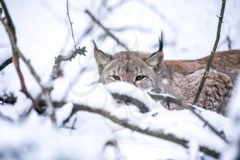 Eurasian Lynx lurking in a Winter Forest. Daytime in a Lithuanian forest.