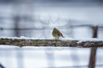 Beautiful small bird sitting on a branch in winter