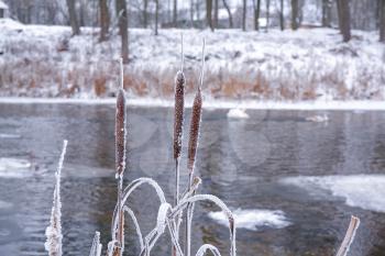 Frozen cane against a background of the river in winter