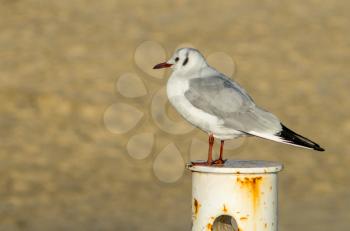 Seagull sitting on the rusty pole with yellow sand background