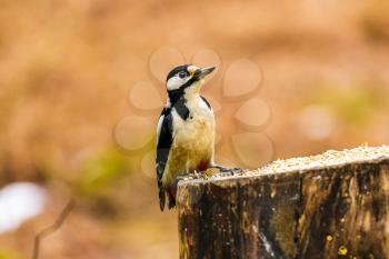 Great Spotted Woodpecker sitting on a stump in a forest