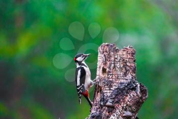 Great Spotted Woodpecker sitting on a tree in a spring forest