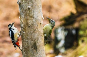 Great Spotted and gray-headed Woodpeckers sitting on a tree in a spring forest