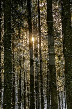 Sun rays through leafless pine trees in a winter morning