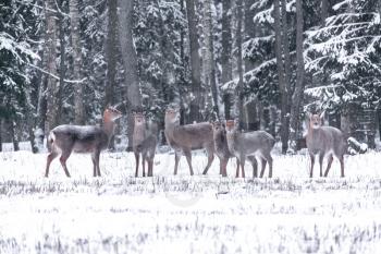 Large herb of Spotted deer standing in the winter forest