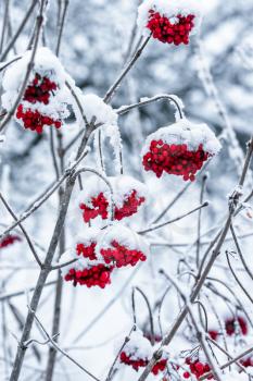 Viburnum on a branch covered with snow stock photo