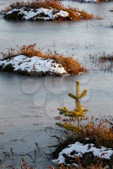 Small pine trees and orange swamp grass out of water in a winter time in Belarus