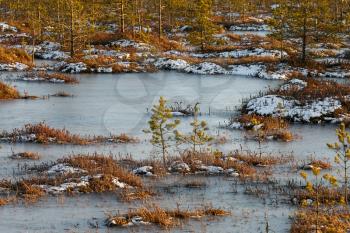 Small pine trees and orange swamp grass out of water in a winter time in Belarus