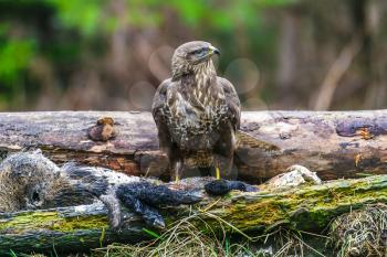 Common buzzard (Buteo buteo), bird of prey, standing in a forest in a spring day