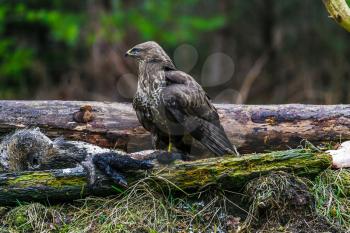 Common buzzard (Buteo buteo), bird of prey, standing in a forest in a spring day