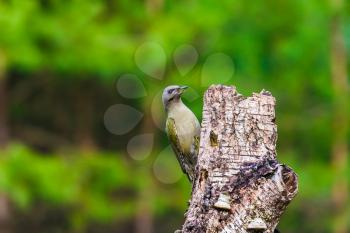 Gray-headed Woodpecker sitting on a tree stump in a spring forest
