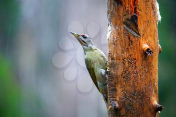 Close-up  Gray-headed Woodpecker sitting on a tree in a rainy spring forest