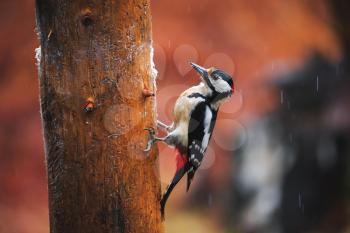Close-up of Great Spotted Woodpecker sitting on a tree in a rainy spring forest