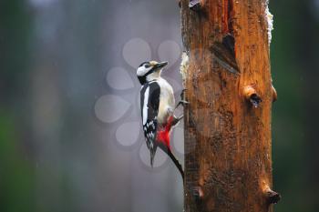 Close-up of Great Spotted Woodpecker sitting on a tree in a rainy spring forest