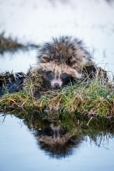 Raccoon Dog (Nyctereutes procyonoides) is
 Swimming in the swamp and sitting on a hummock
