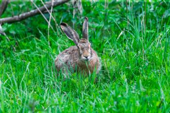 European Hare Feeding on Grass in a Spring Day