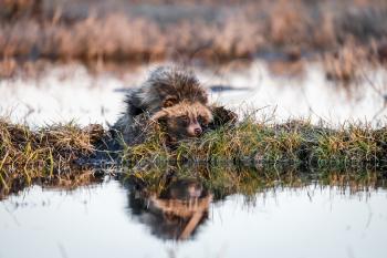 Raccoon Dog (Nyctereutes procyonoides) is
 Swimming in the swamp and sitting on a hummock