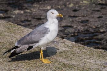 Large bird Larus seagull in a summer day stock photo