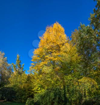 Beautiful autumn trees in Sofiyivka park in the city of Uman, Ukraine