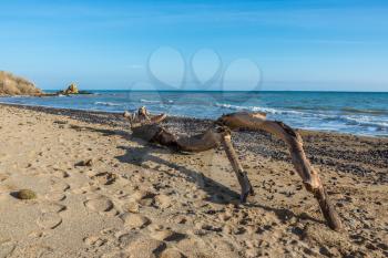 Big snag on the beach on a warm sunny autumn day in Odessa, Ukraine