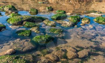Green algae on the rocks at the edge of the sea on a sunny autumn day