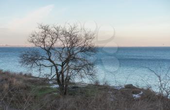 Lonely bare tree against the backdrop of the winter sea in Odessa, Ukraine